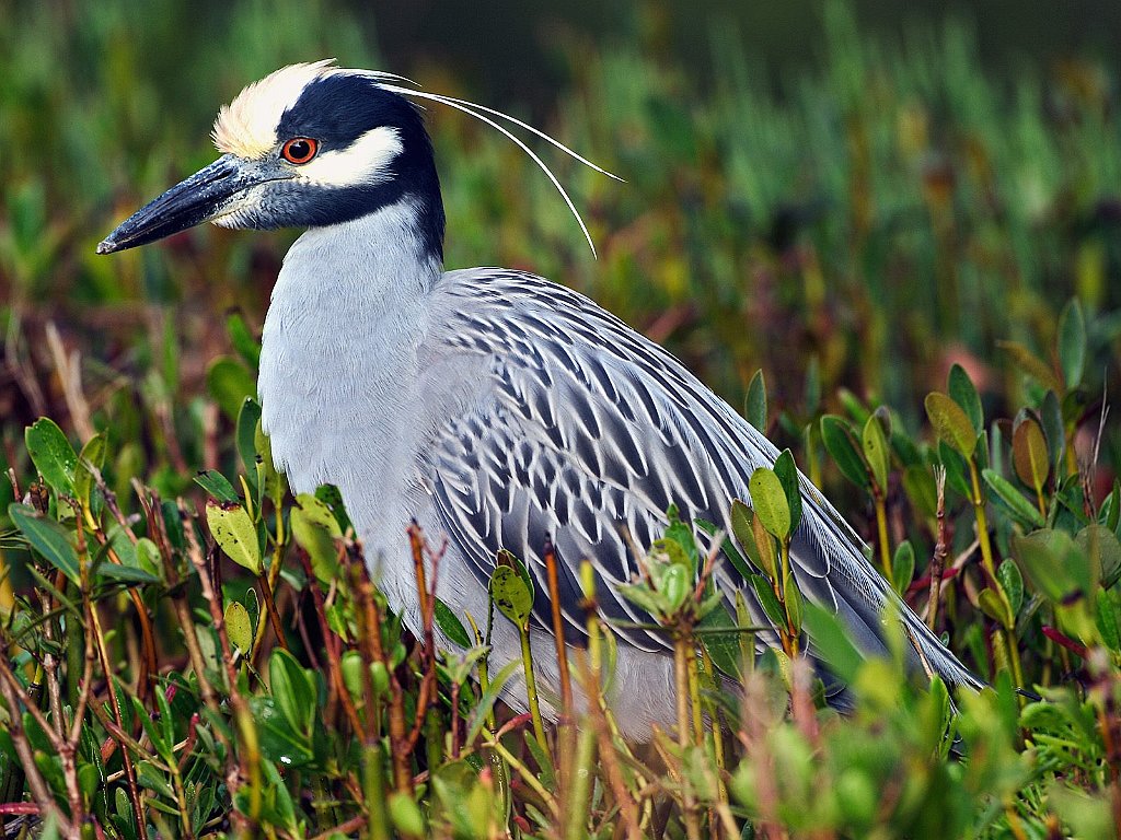 Yellow-Crowned Night Heron, Florida